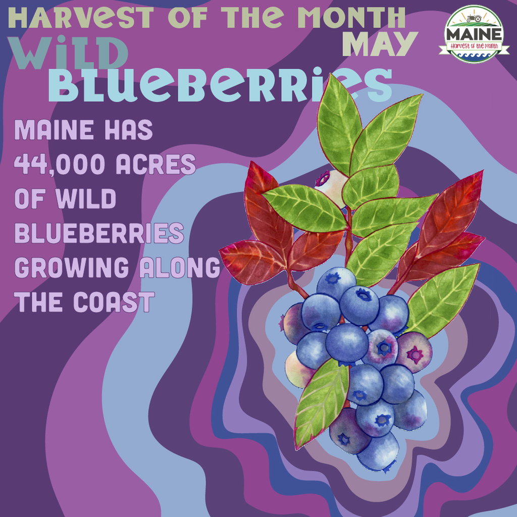 Maine has 44,000 acres of wild blueberries